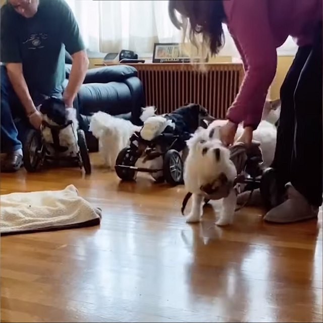Семейная пара дарит новую жизнь парализованным собакам