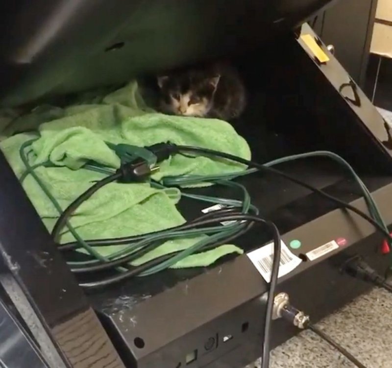 Перепуганный котенок забежал в автомойку, чтобы спрятаться от дождя