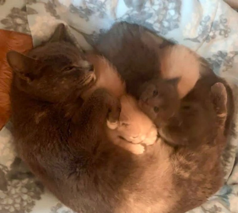 Мать-кошка привела людей к своим котятам - один из них оказался особенным