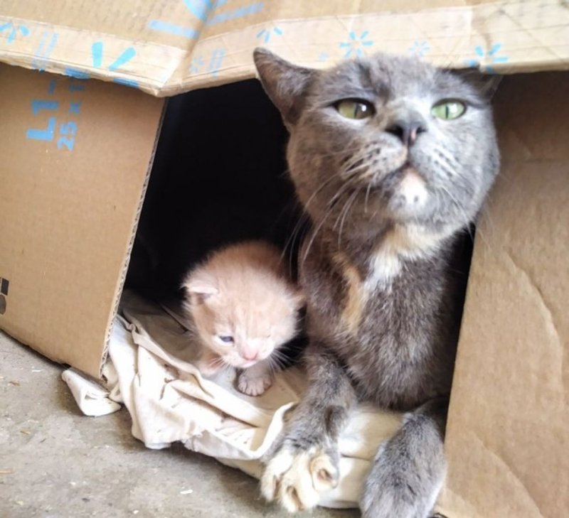Мать-кошка привела людей к своим котятам - один из них оказался особенным