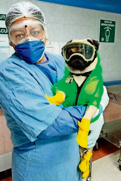 Одноглазый мопс помогает врачам бороться с коронавирусом