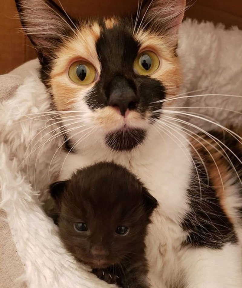 Мать-кошка не могла скрыть счастья, когда люди спасли ее котят