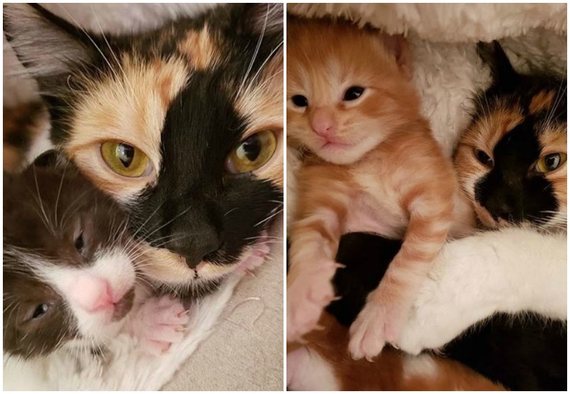 Мать-кошка не могла скрыть счастья, когда люди спасли ее котят