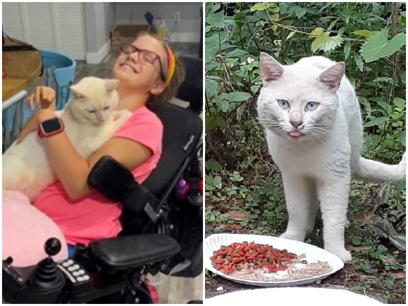 Увидев девочку-инвалида, бездомный кот ринулся к ней на колени