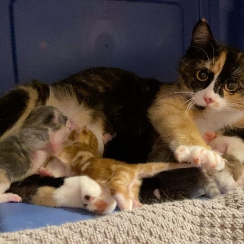 Беременная кошка забрела во двор к людям, чтобы ей помогли родить