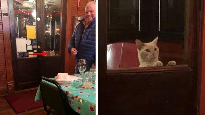 Потрепанный кот жалобными глазами смотрел в окно ресторана