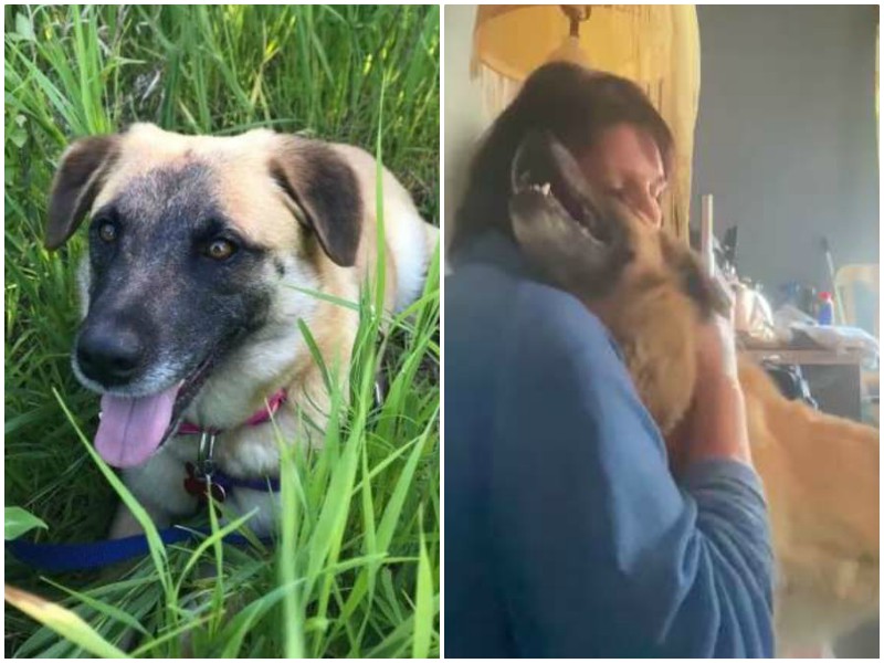 Собака три месяца бежала к дому женщины, которая когда-то спасла ей жизнь