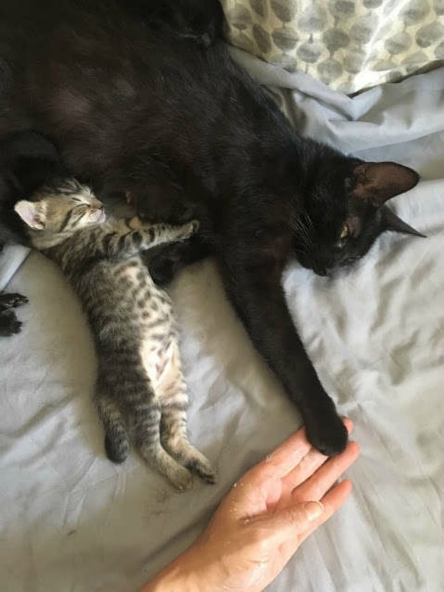 Беременная кошка умоляла женщину пусть ее в дом