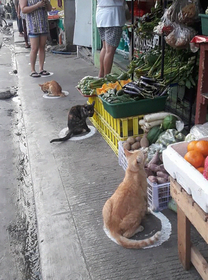 Прохожих удивили кошки, соблюдающие социальную дистанцию