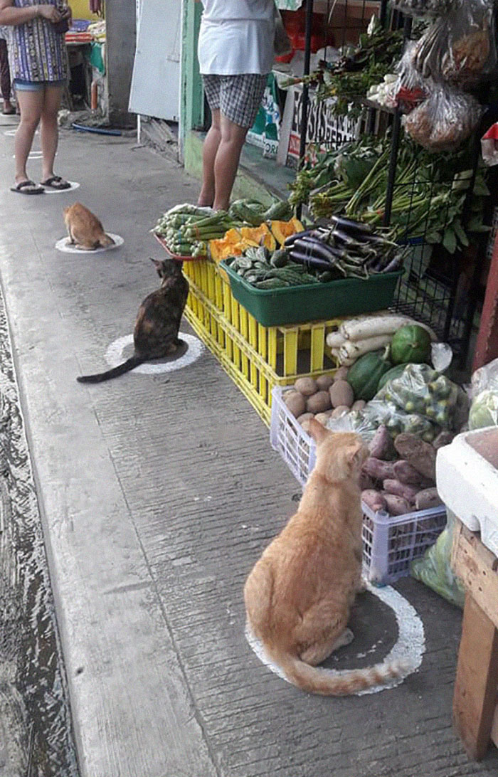 Прохожих удивили кошки, соблюдающие социальную дистанцию