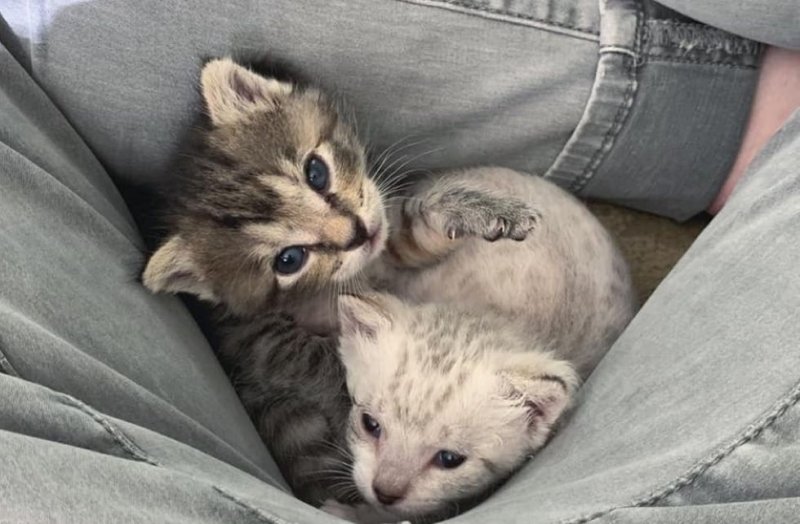 Два хрупких котенка жались друг к другу в надежде на спасение