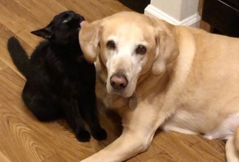 Кроха-котенок всячески пытался подружиться с большой собакой 
