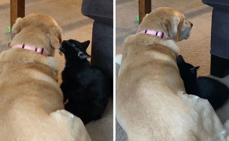 Кроха-котенок всячески пытался подружиться с большой собакой 