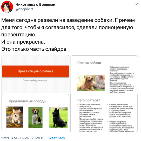 Пользователь Твиттера с ником @Yoghikitt продемонстрировал, как девушка уговорила его завести пса