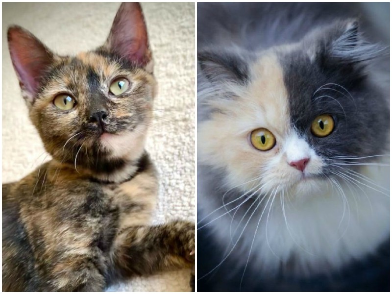 Особенности кошачьих окрасов, о которых вы могли не знать