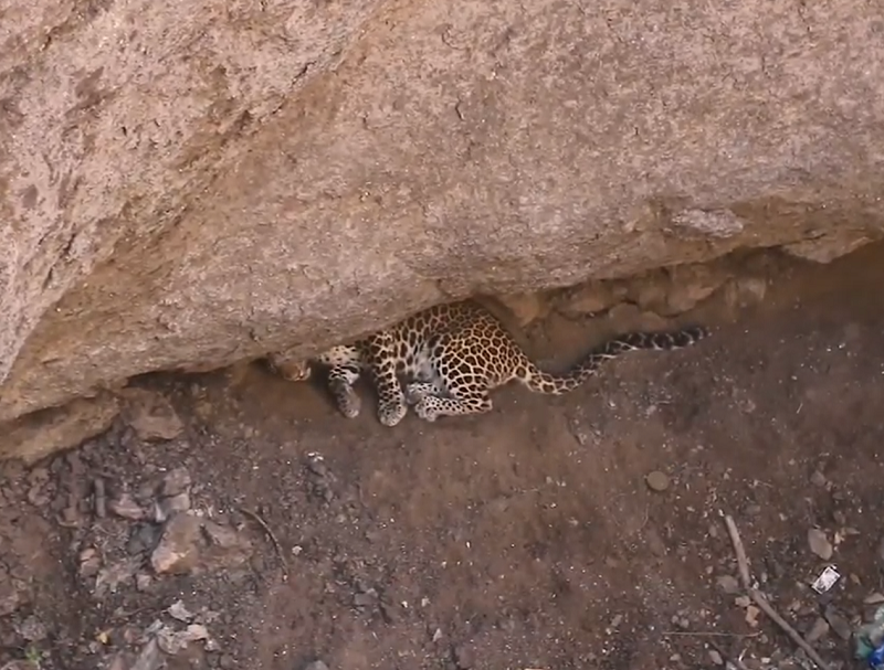 Беспомощный леопард бродил по дну ямы, не в силах выбраться