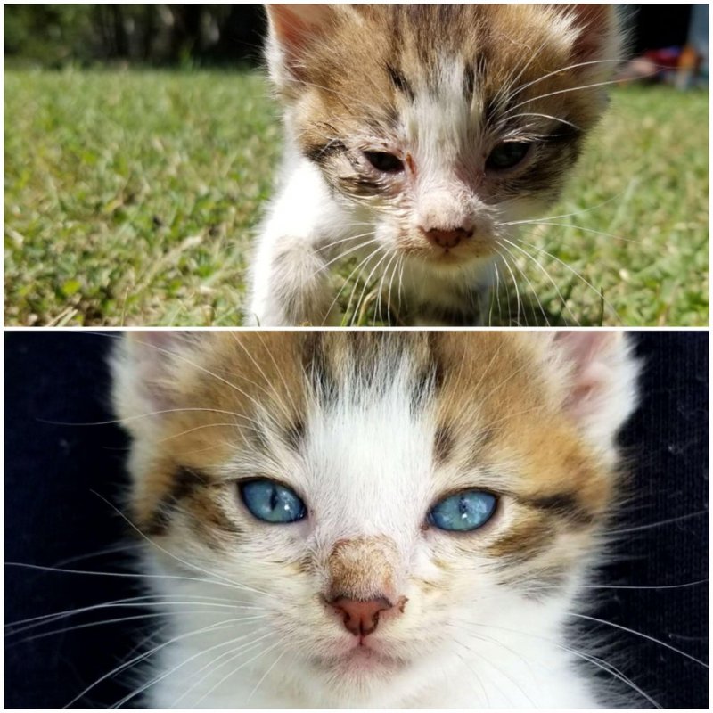 1. "Приютили маленького бездомного котенка. Разница между фото - пять дней. И кажется, все читается в его глазах.."