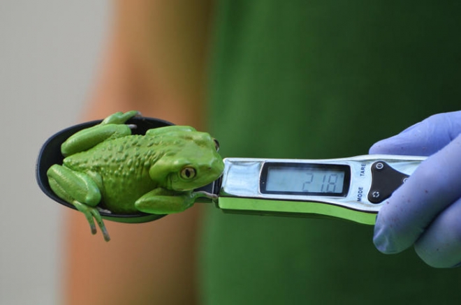 В Лондонском зоопарке для взвешивания лягушек используют специальные весы