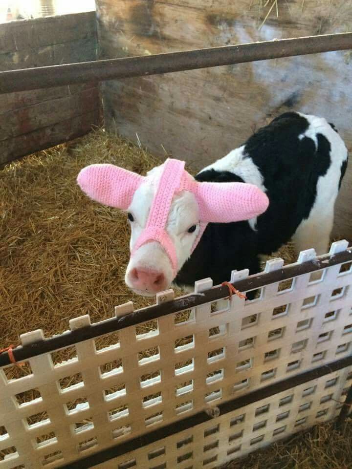 Фермеры нашли забавный и трогательный способ спасать уши коров от холода