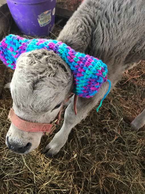 Фермеры нашли забавный и трогательный способ спасать уши коров от холода