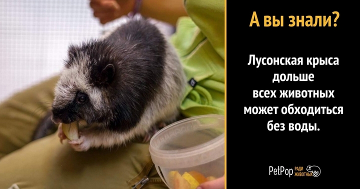 В Московском зоопарке неожиданно родился детёныш лусонской крысы
