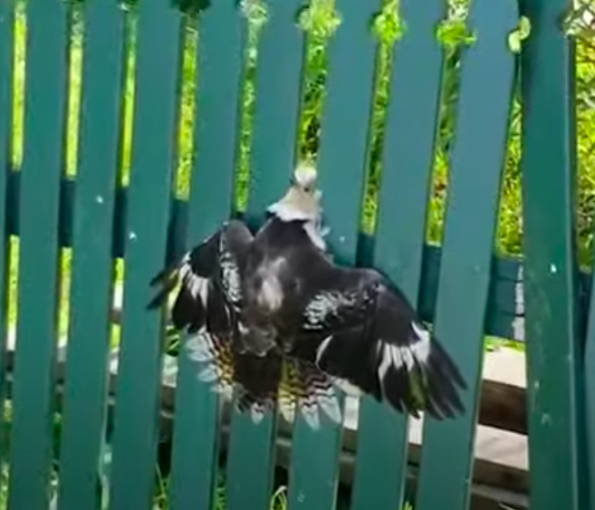 Мужчина спас птицу, застрявшую в заборе