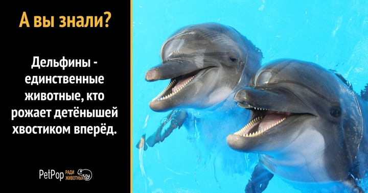 В Чёрном море заметили дельфина-альбиноса