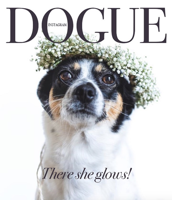 В сети появилась собачья версия журнала Vogue
