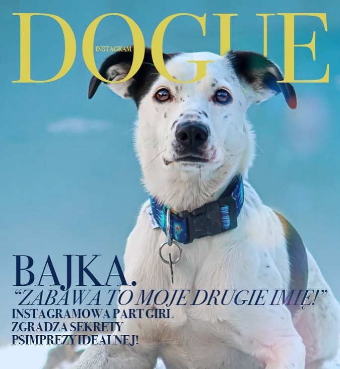В сети появилась собачья версия журнала Vogue
