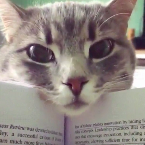 "Каждый раз, когда я читаю, кот приходит и требует внимания"