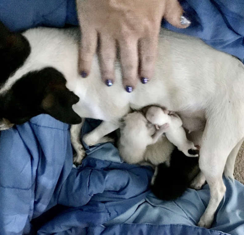 Кормящая мать-собака потеряла своих щенков, но приняла осиротевших котят 