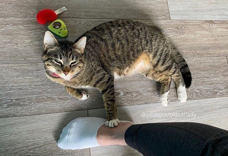 Кошка с округлившимся животом заглядывала в дом людей, чтобы ей помогли