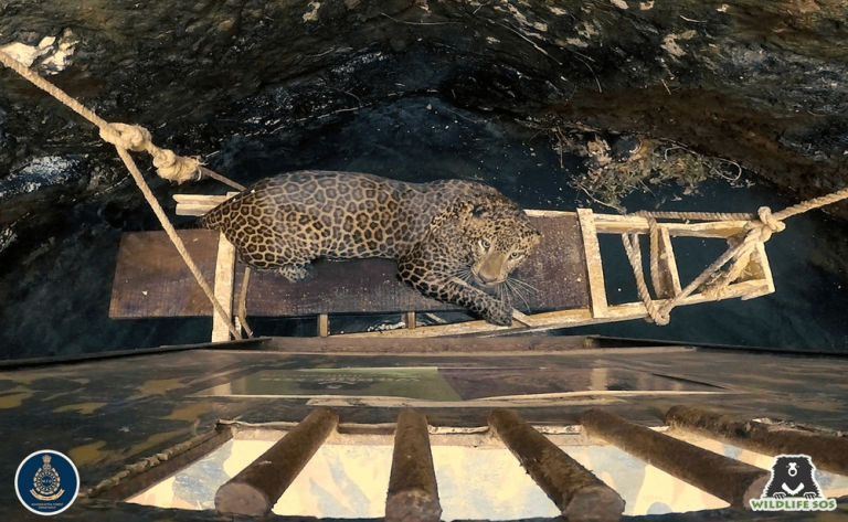 Отчаянный леопард барахтался в воде и выл о помощи