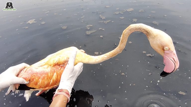 Люди спасли истощенного фламинго, который потерял почти все перья