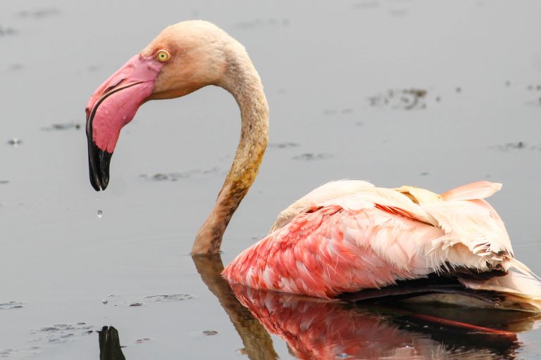 Люди спасли истощенного фламинго, который потерял почти все перья