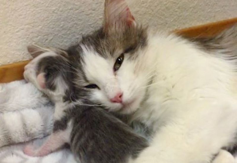 Больная беременная кошка не поверила счастью, когда на нее обратили внимание