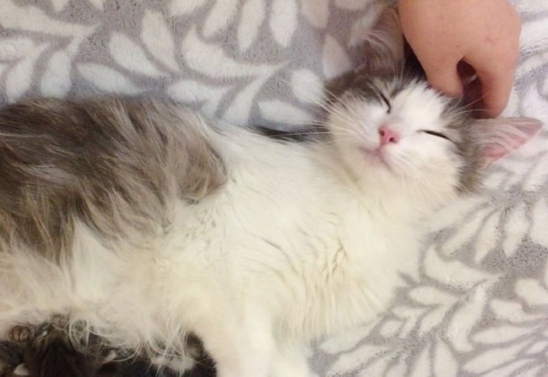 Больная беременная кошка не поверила счастью, когда на нее обратили внимание