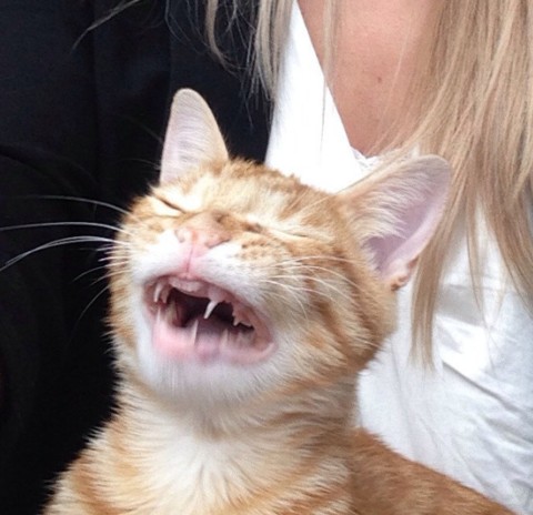 15 чихающих котов, которые очень смешно выглядят