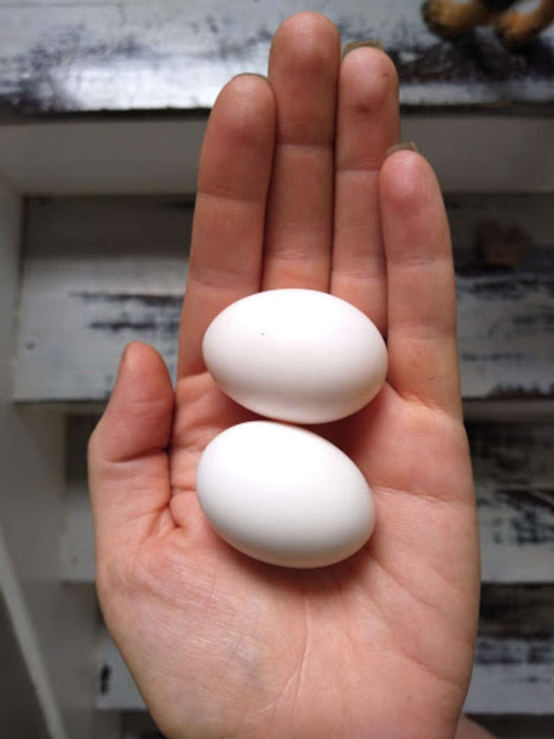 Женщина спасла яйцо, выпавшее из гнезда