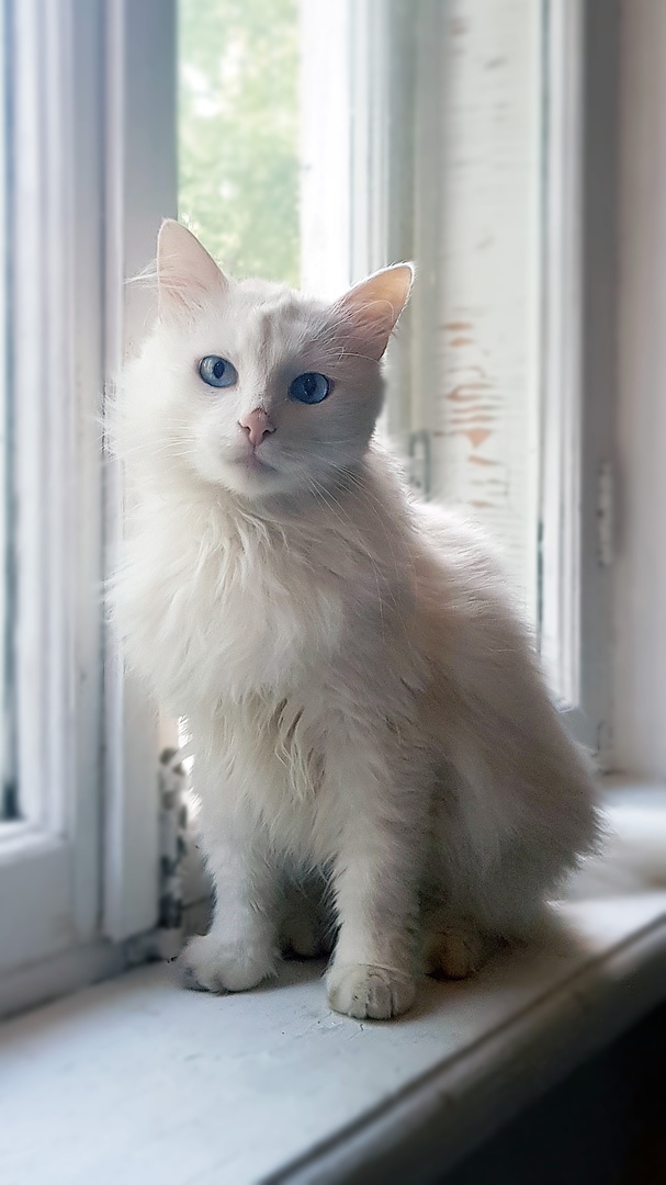 Белоснежный кот тщетно пытался привлечь к себе внимание жителей дома