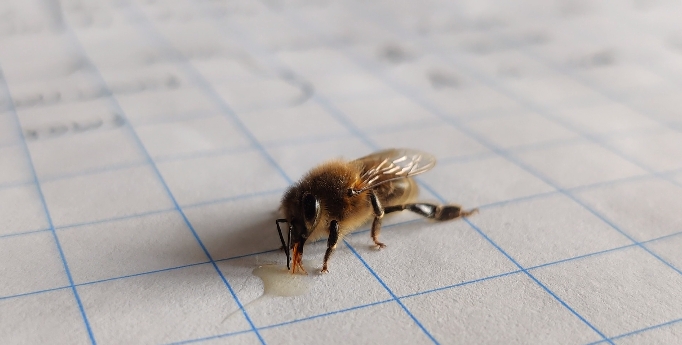 Парень решил угостить пчелу мёдом и нарвался на критику