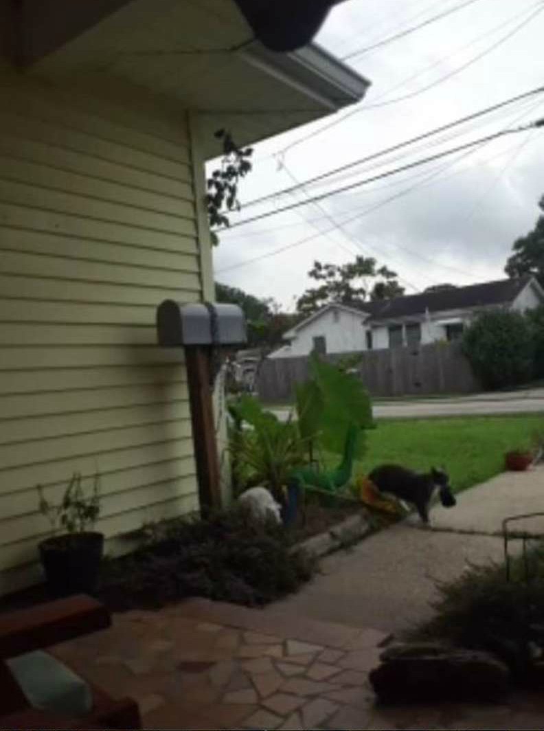 Камера засняла кота-клептомана, который воровал соседское белье 
