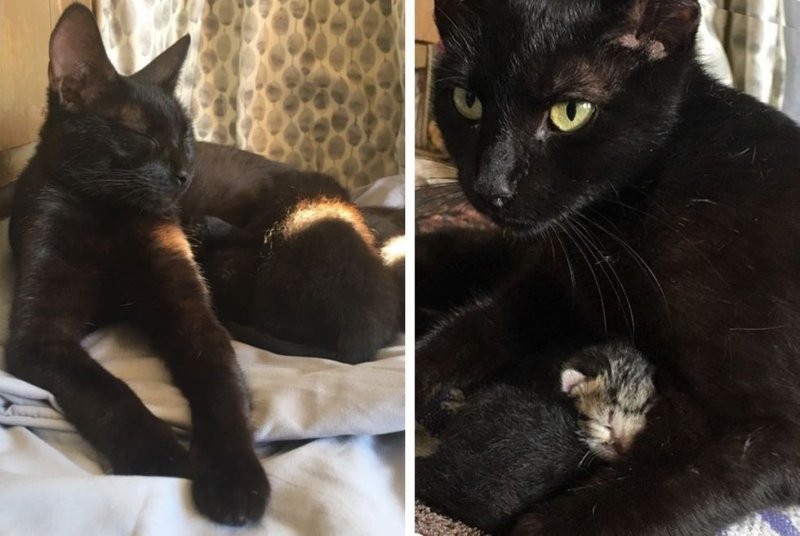 Беременная кошка заглядывала в дом женщины, надеясь, что ей помогут 
