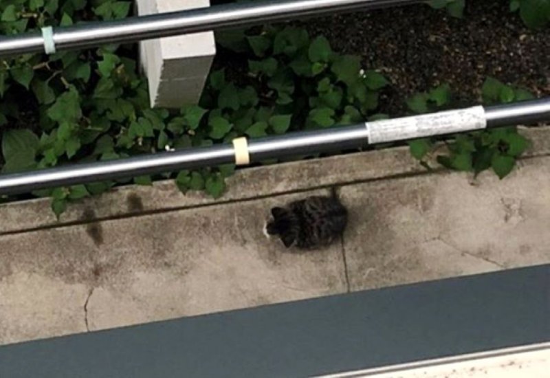 Осиротевший котенок плакал под балконами жилого дома