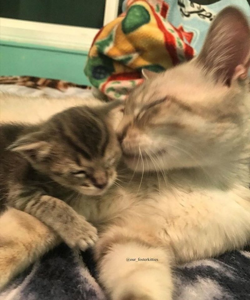 Кошка, потерявшая своих котят, позаботилась об осиротевшем малыше