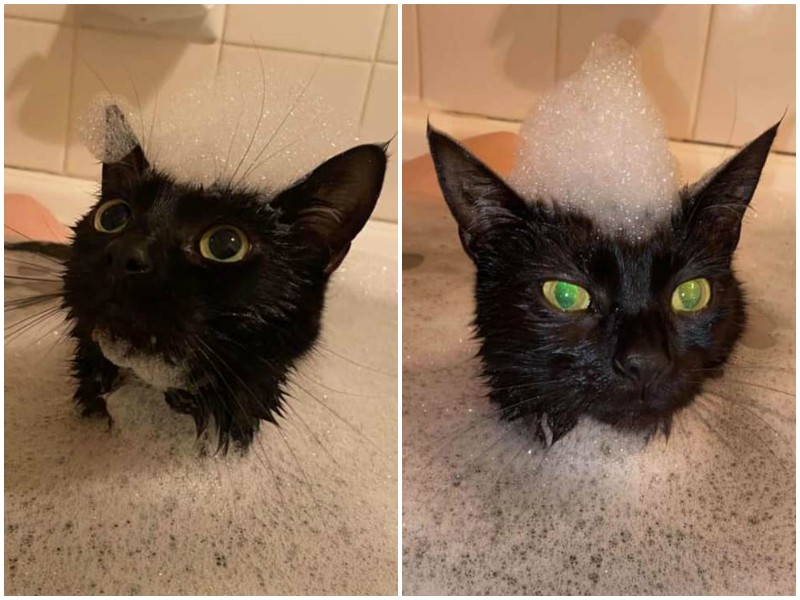 Кошка обожает принимать ванну вместе с хозяйкой 