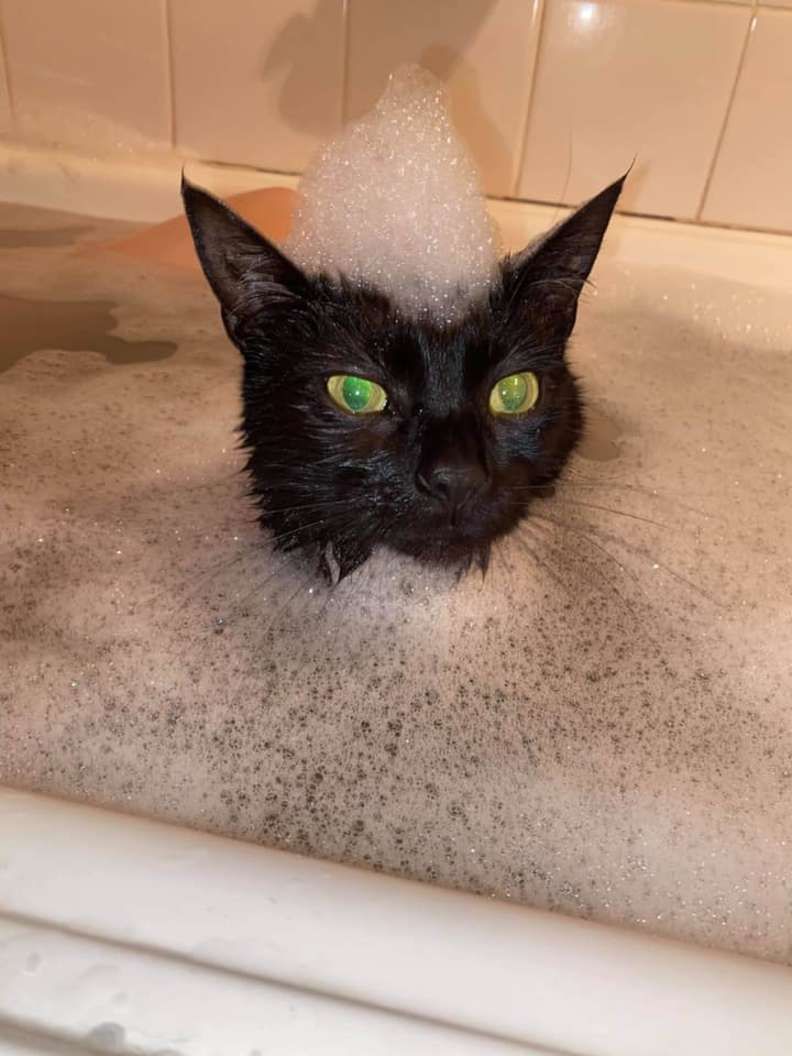 Кошка обожает принимать ванну вместе с хозяйкой 