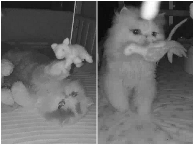 Пока родители спали, камера в детской засняла двух котов
