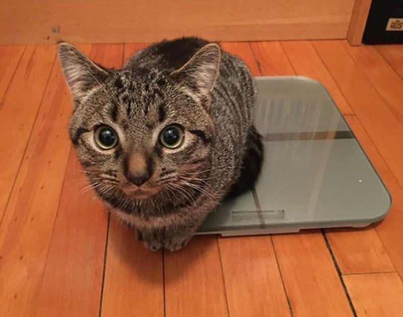 Крохотный котенок весил всего 220 граммов, когда его нашли на улице