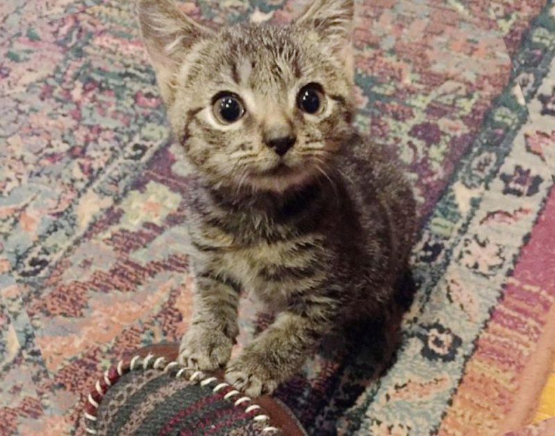 Крохотный котенок весил всего 220 граммов, когда его нашли на улице